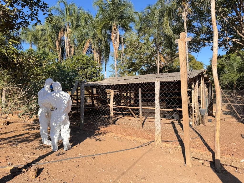 Defesa sanitária do Indea encerra foco de gripe aviária em Mato Grosso