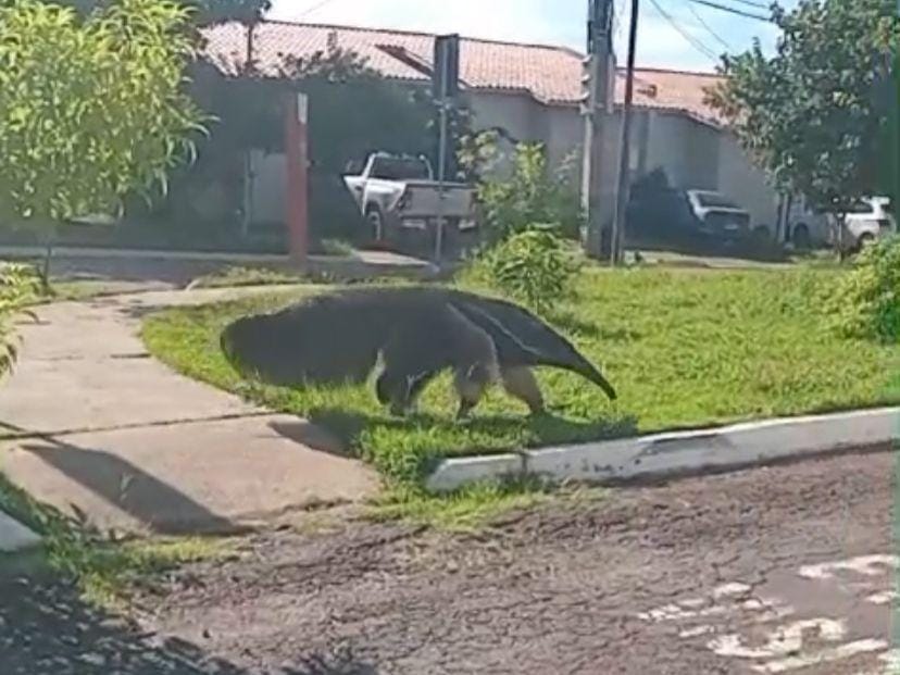 Tamanduá-bandeira é flagrado circulando em condomínio residencial de Cuiabá