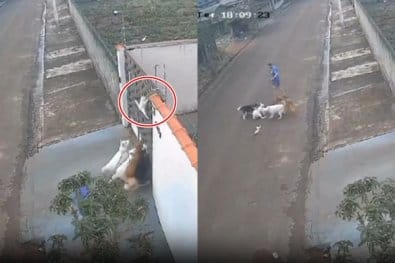 Homem que deixou seus cachorros matarem gato na rua é preso em flagrante em MT