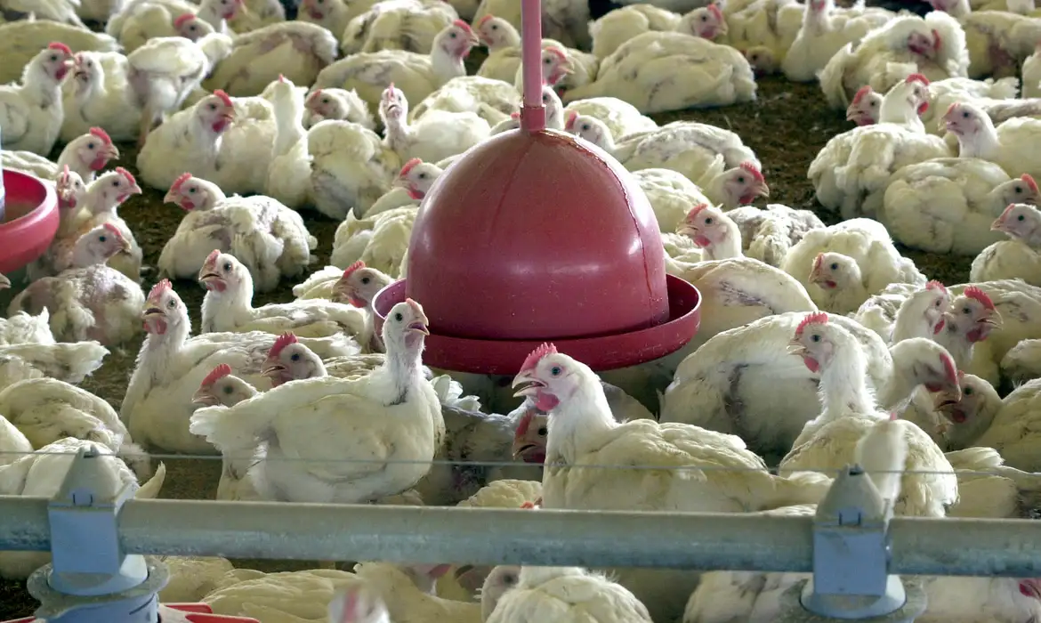 China, União Europeia e Argentina suspendem compras de carne de frango do Brasil
