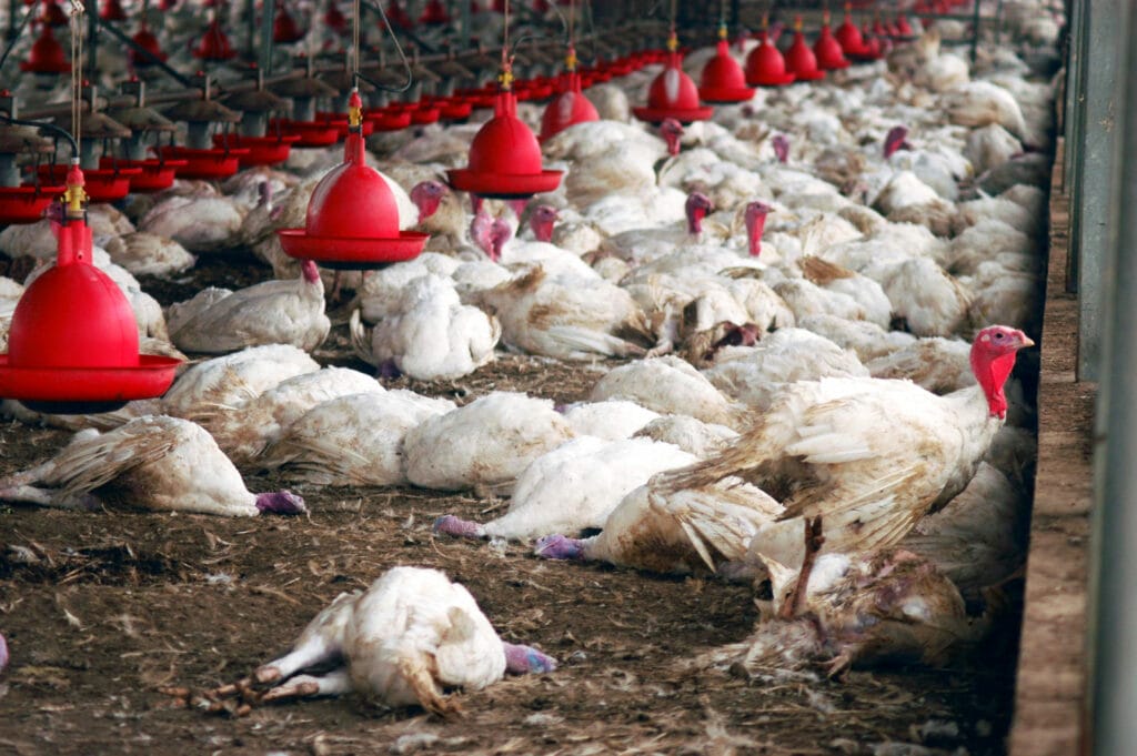 Ministério da Agricultura confirma primeiro foco de gripe aviária em granja no Brasil