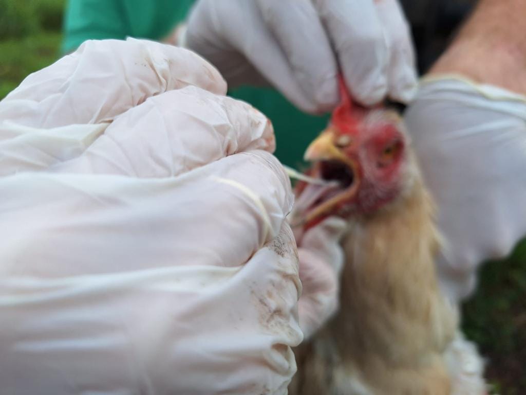 MT cria barreira sanitária e abate aves em granja no interior para conter circulação de gripe aviária