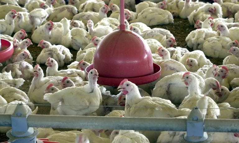 MT decreta emergência zoossanitária por 90 dias após detectar foco de gripe aviária