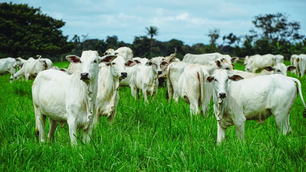 Acrimat vê exportação de carne de MT para os EUA inviabilizada e cobra atitude do Governo Federal