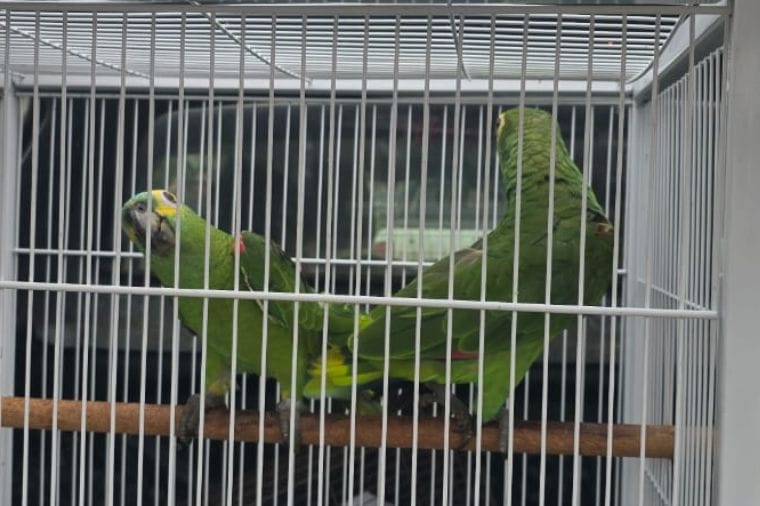 Operação apreende 22 animais e aplica R$ 8,5 mil em multas