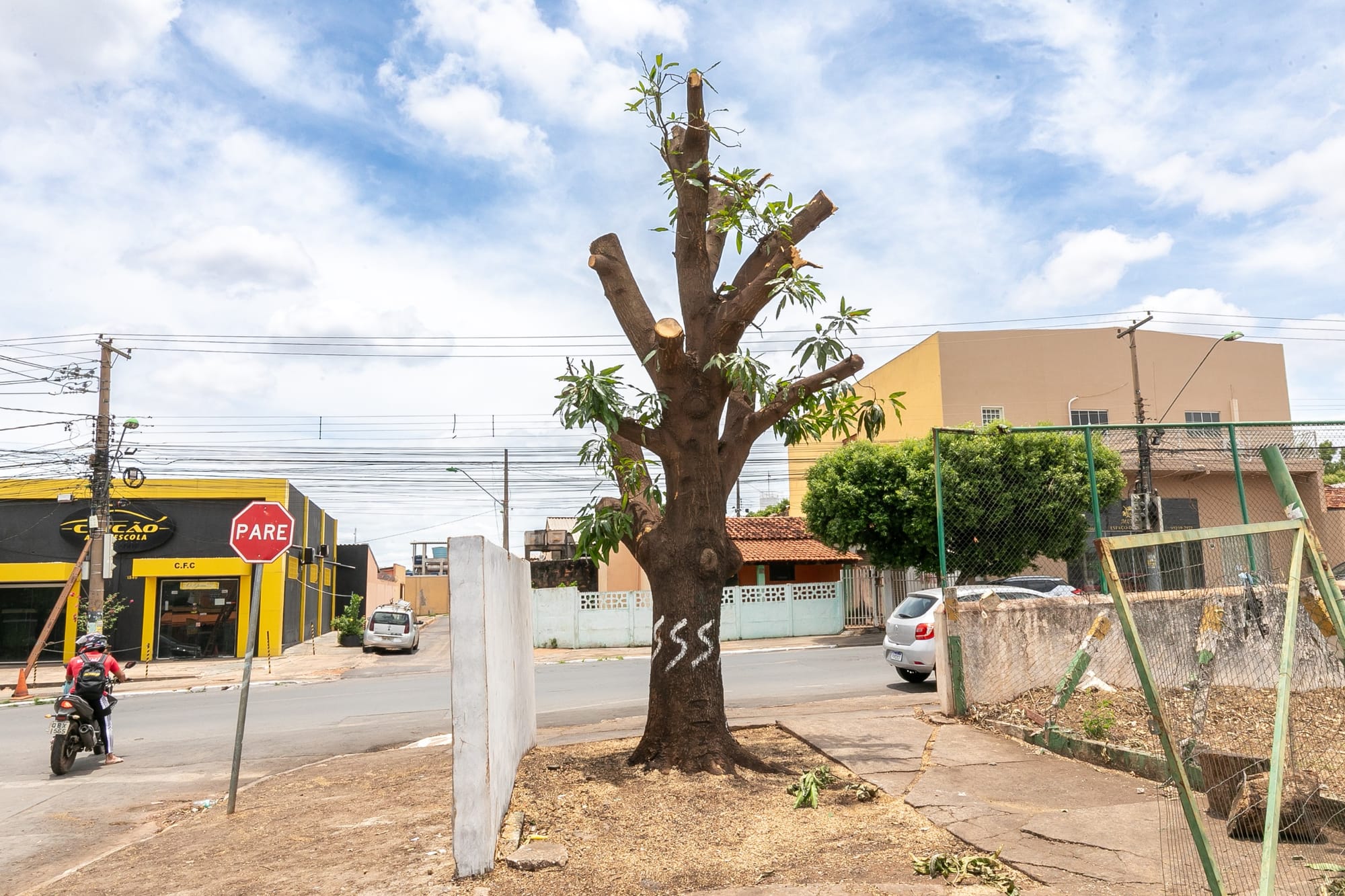 Prefeitura aciona punições administrativa e criminal por poda ilegal de árvore no CPA II
