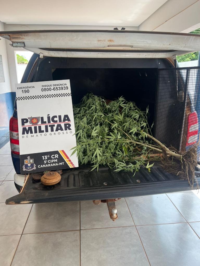 Após denúncia, Polícia Militar prende mulher por cultivo ilegal de maconha