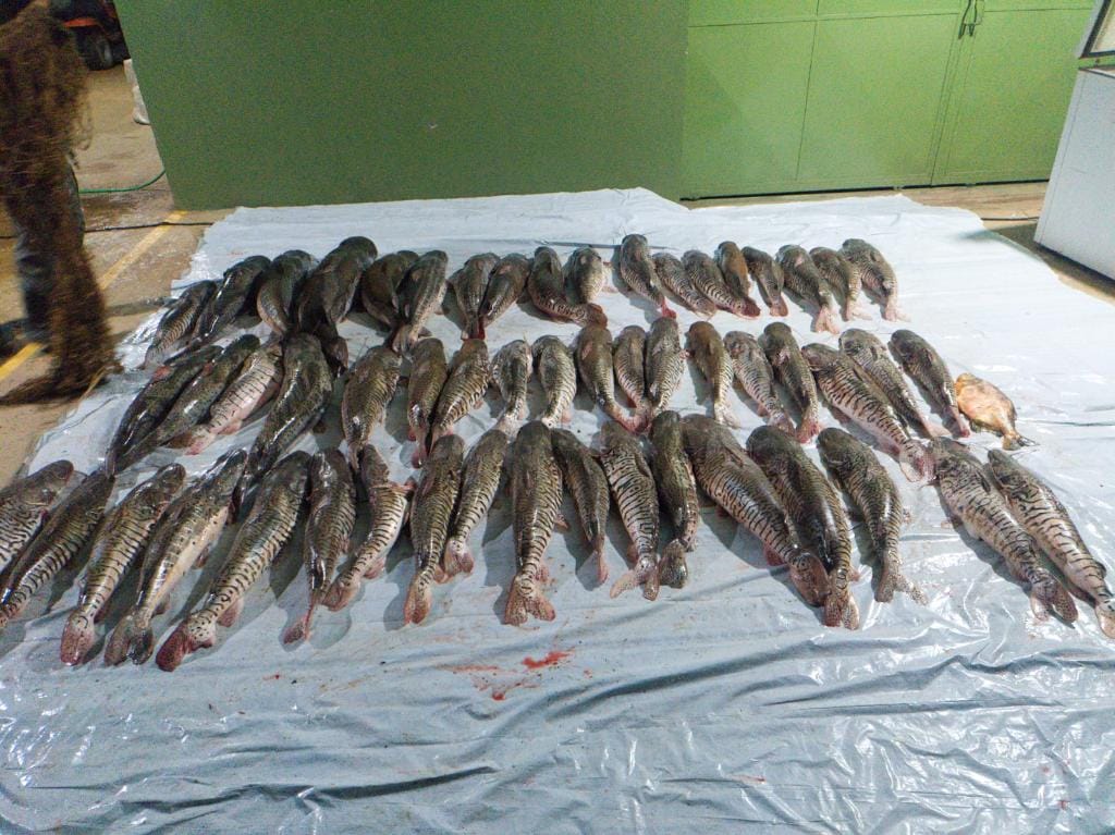 Companhia Ambiental da PM apreende 412 quilos de pescado irregular em Poxoréu