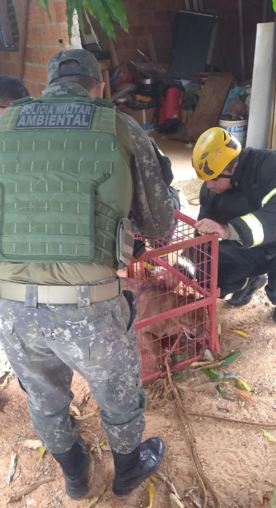 Bombeiros resgatam onça-parda que estava em lavanderia de residência