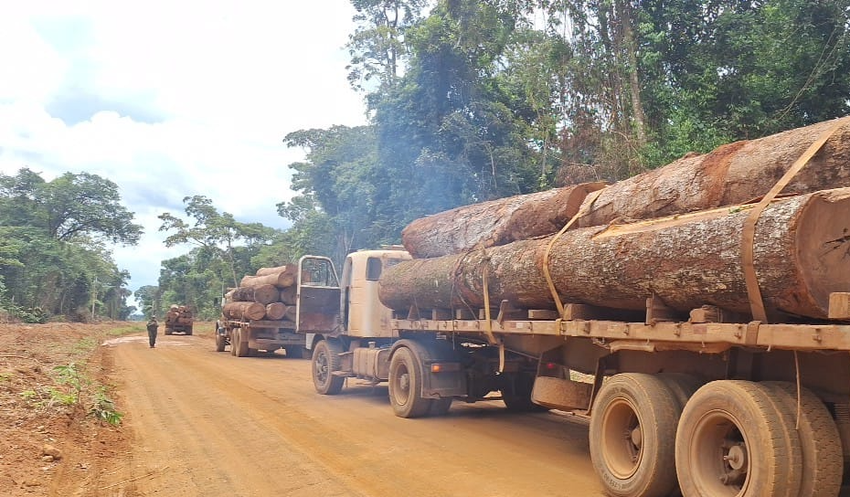 Polícia Militar apreende mais de 100m³ de madeira ilegal durante operação em MT