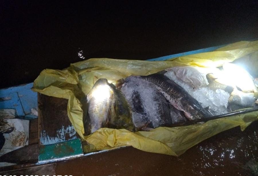 Batalhão Ambiental da PM apreende 182 quilos de pescado irregular durante fiscalização