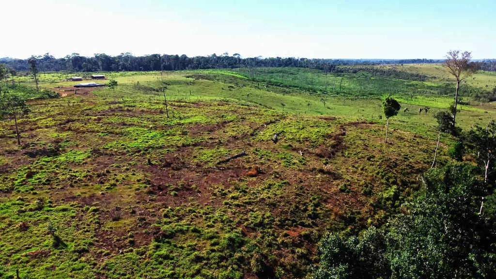 Justiça condena empresas a indenizar produtor por semente fraca para formação de pasto