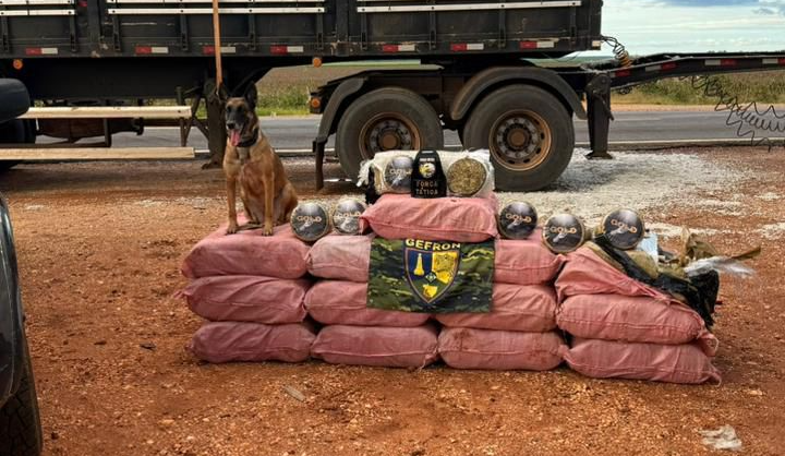 Gefron apreende mais de 400 quilos de skank em caminhão e causa prejuízo de R$ 1,8 milhão ao crime