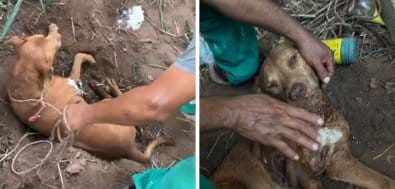 Pitbull é encontrado enterrado vivo em Cuiabá; mulher é levada à delegacia por maus-tratos