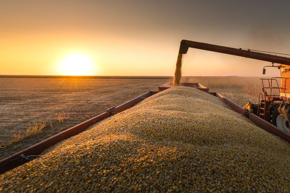Grupo em Mato Grosso alega 'calote' de produtores e entra em Recuperação Judicial de R$ 260 milhões