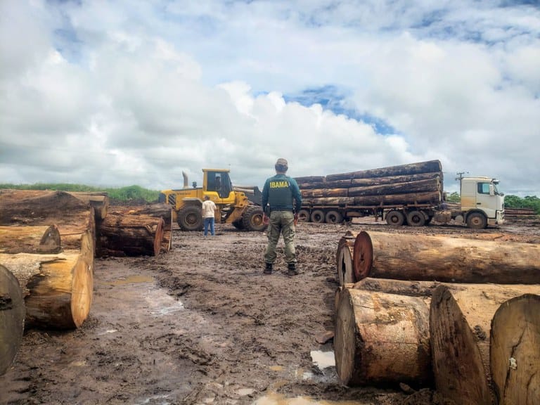 Operação do Ibama intercepta madeira nativa ilegal na região Amazônica de Mato Grosso