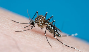 Casos aumentam em MT e SES alerta para ações de prevenção à dengue, zika e chikungunya