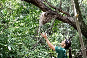 Urutau, maria-faceira e gambá são devolvidos à natureza após reabilitação no Distrito da Guia