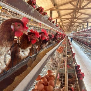 Governo de MT intensifica protocolos para impedir entrada de gripe aviária no estado