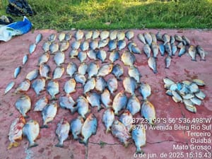 Motorista bêbado é preso pela PM com  pescado irregular e multado em R$ 38 mil em Cuiabá