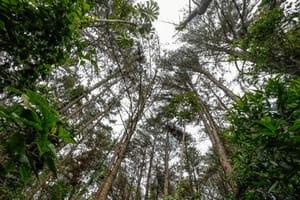 MPF questiona norma do Mato Grosso que limita criação de unidades de conservação