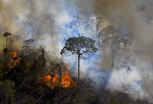 Desmatamento na Amazônia mato-grossense cresceu 141% no primeiro semestre