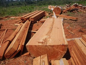 Empresários são alvos da PC por armazenamento ilegal de madeira em Mato Grosso