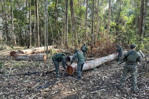 PM fecha área de extração ilegal de madeira em região da floresta amazônica