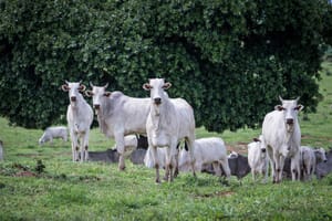 Rebanho bovino de Mato Grosso conta com 32,1 milhões de cabeças