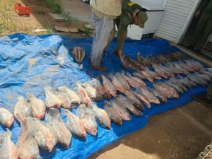 Operação contra venda ilegal de pescado na Feira do Porto gera R$ 400 mil em multa