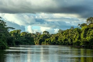 MT faz parceria com O.N.E. Amazon para investimento em projetos sustentáveis