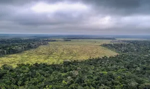 STF suspende trechos de PEC que restringia novas unidades de preservação ambiental em MT