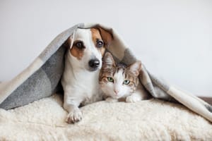 Festival do Amor em parceria com Nutrix, celebra pets e solidariedade em Cuiabá