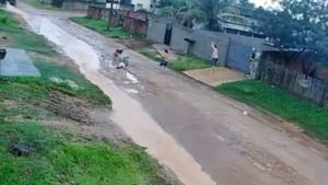 Câmera registra idoso sendo brutalmente atacado por dois pitbulls no meio da rua em MT