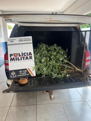 Após denúncia, Polícia Militar prende mulher por cultivo ilegal de maconha
