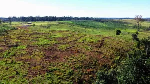 Justiça condena empresas a indenizar produtor por semente fraca para formação de pasto